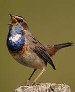 Bluethroat