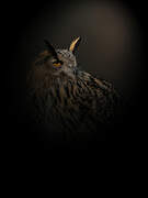 Eurasian Eagle-Owl