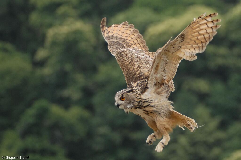 Eurasian Eagle-Owl