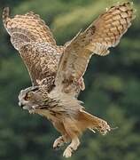 Eurasian Eagle-Owl