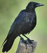 Northern Raven