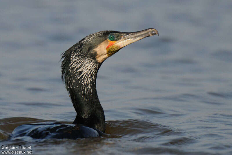 Great Cormorantadult, close-up portrait