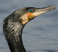 Great Cormorant