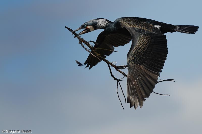 Great Cormorant