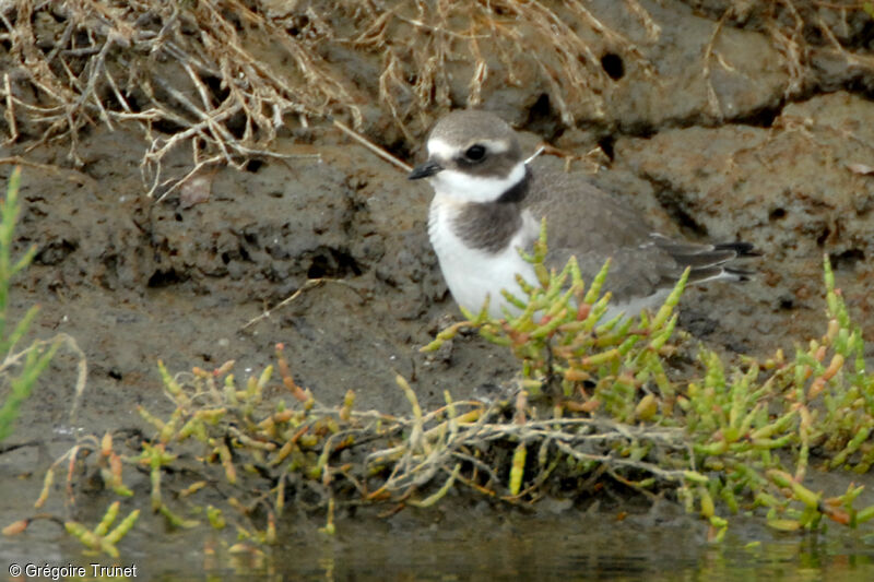 Common Ringed Plover