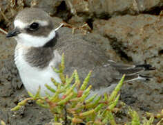 Common Ringed Plover