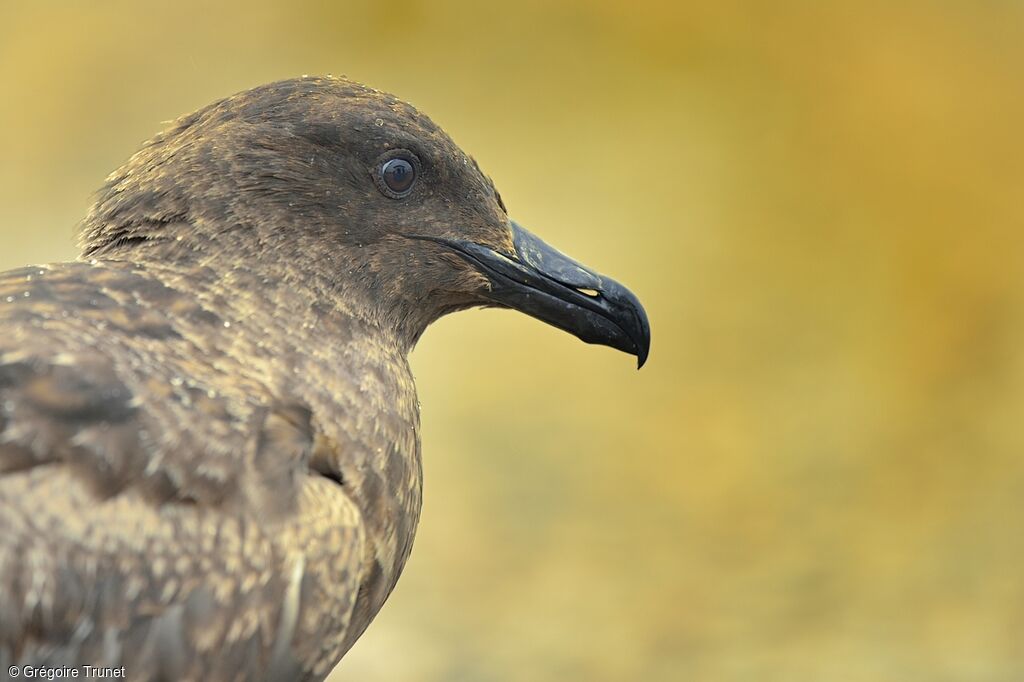 Great Skuaadult, identification, close-up portrait