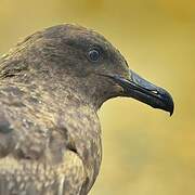 Great Skua