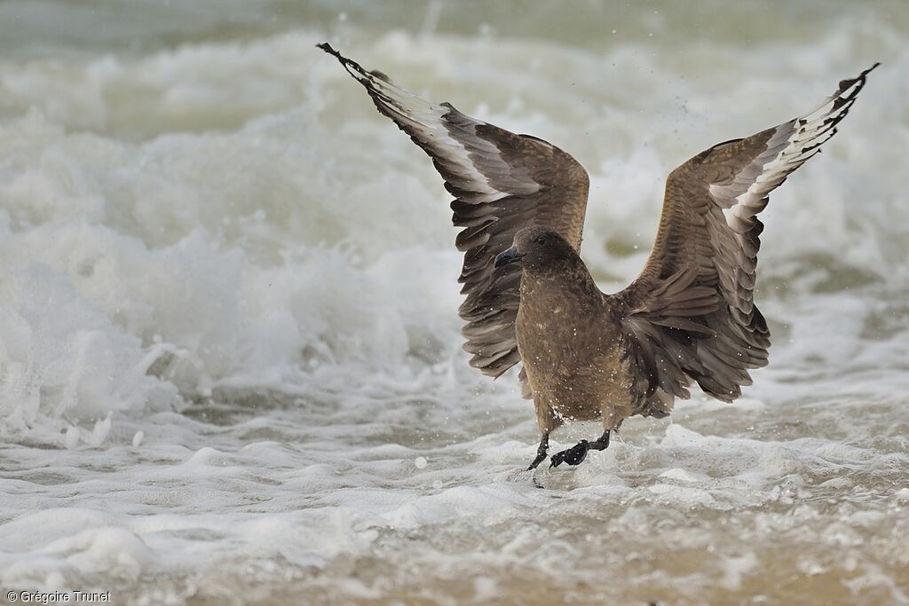 Great Skua