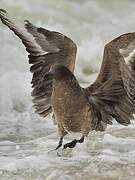 Great Skua