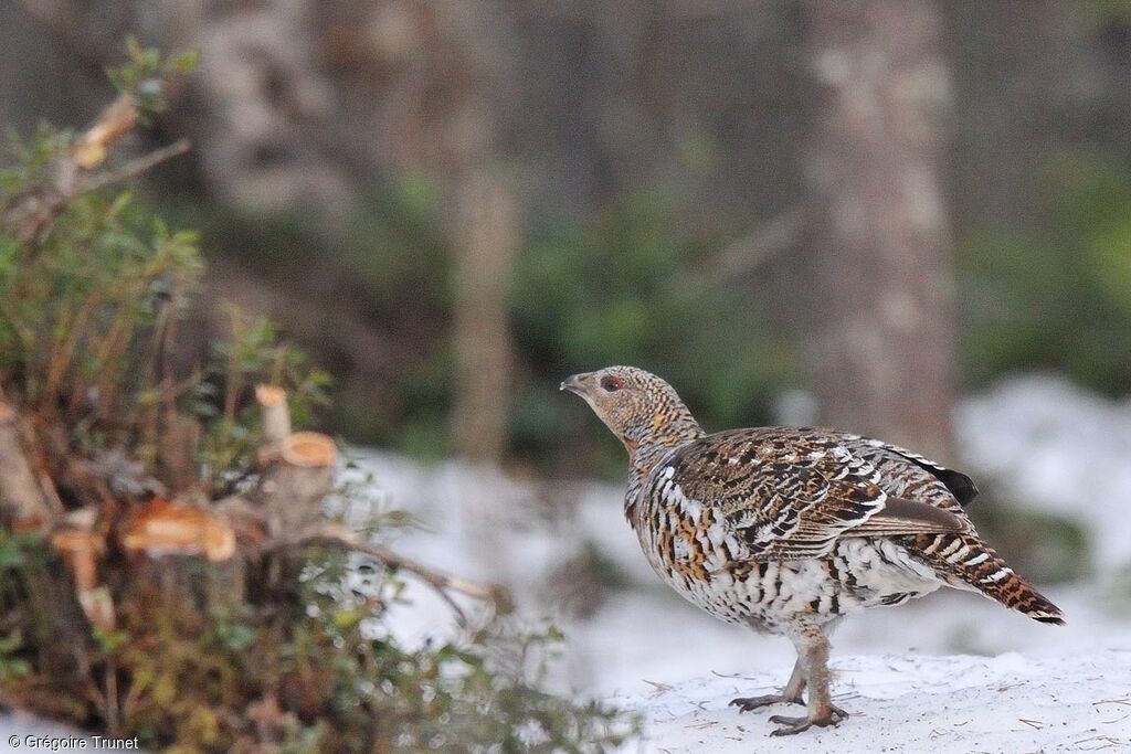 Western Capercaillie female