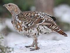 Western Capercaillie