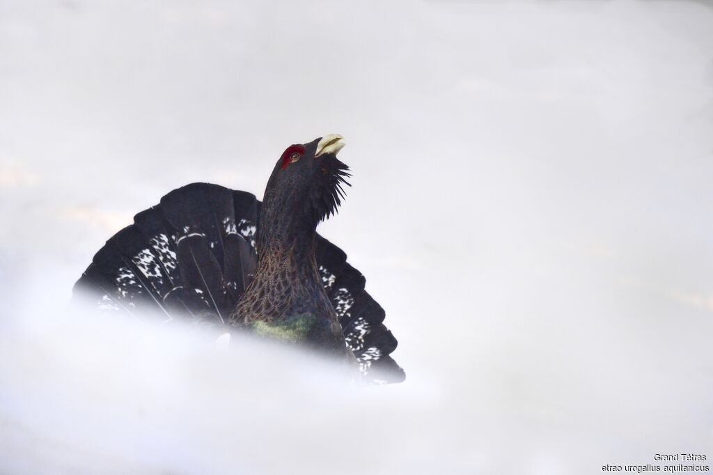 Western Capercaillieadult breeding, identification, close-up portrait, walking, courting display, song