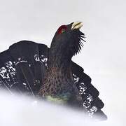 Western Capercaillie