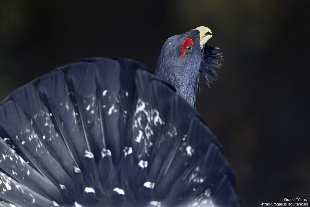 Western Capercaillieadult, identification, close-up portrait