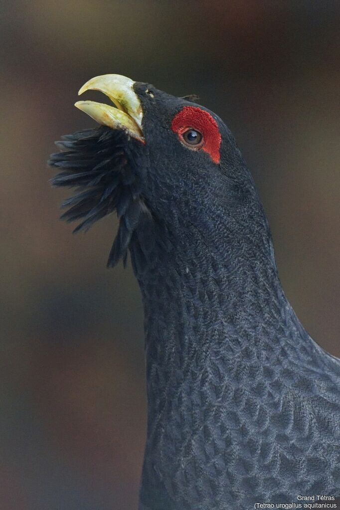 Western Capercaillieadult, close-up portrait, courting display, song