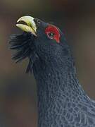 Western Capercaillie