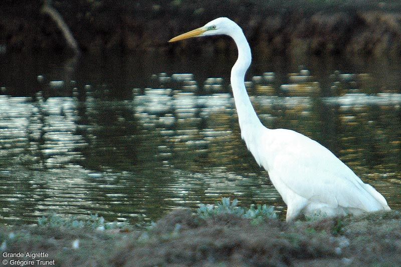 Grande Aigrette