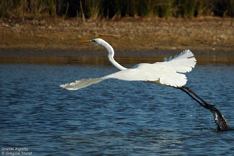 Grande Aigrette