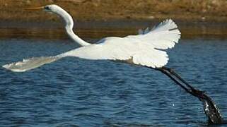 Grande Aigrette