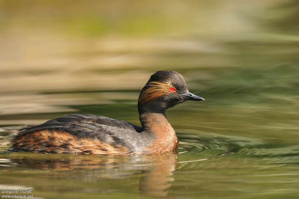 Black-necked Grebesubadult, identification