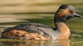 Black-necked Grebe