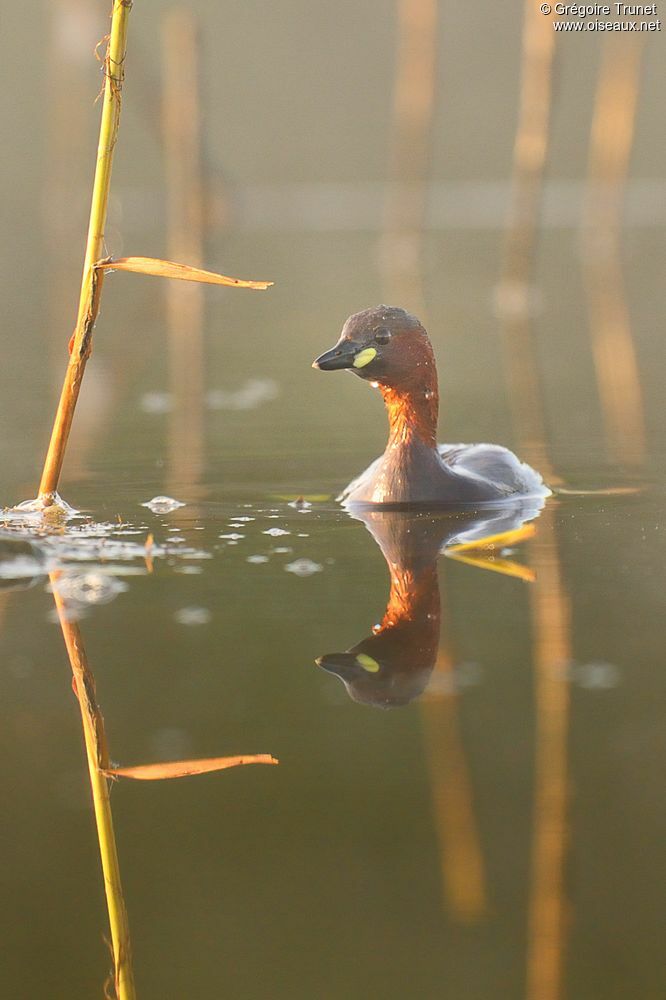 Little Grebe