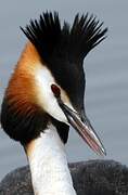 Great Crested Grebe