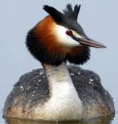 Great Crested Grebe