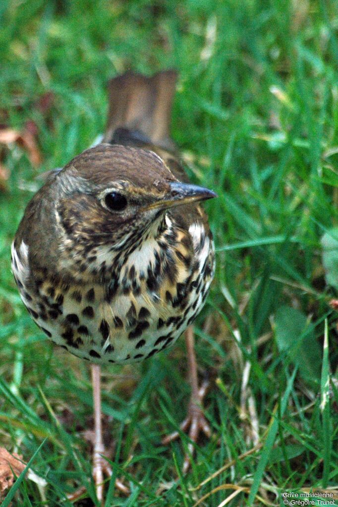 Song Thrush