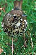 Song Thrush