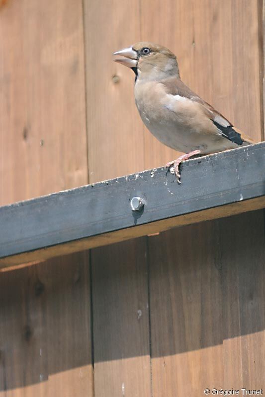 Hawfinch