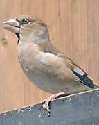 Hawfinch