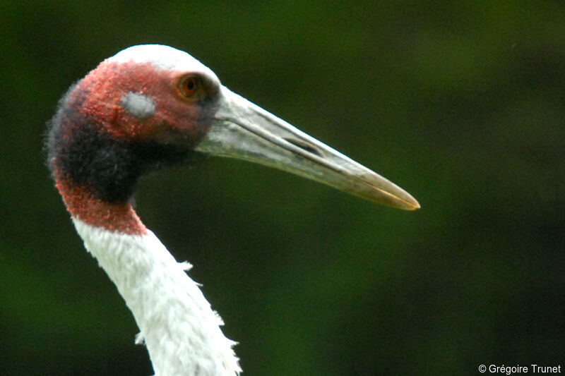 Sarus Craneadult, close-up portrait