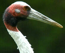 Sarus Crane