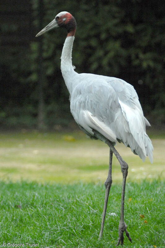 Sarus Crane