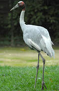 Sarus Crane