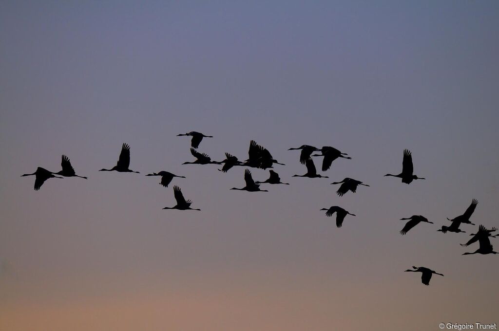 Common Crane