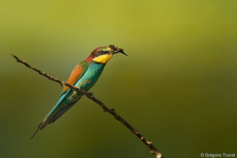 European Bee-eater male adult, identification, feeding habits