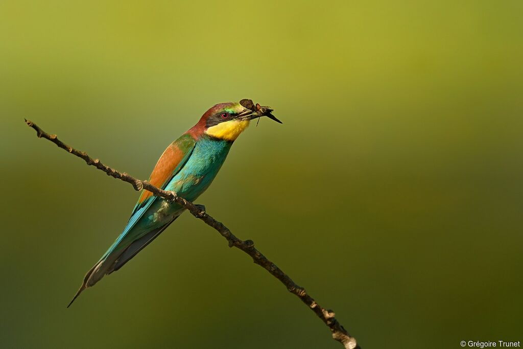 European Bee-eater male adult, identification, feeding habits