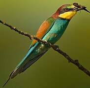 European Bee-eater