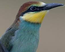 European Bee-eater