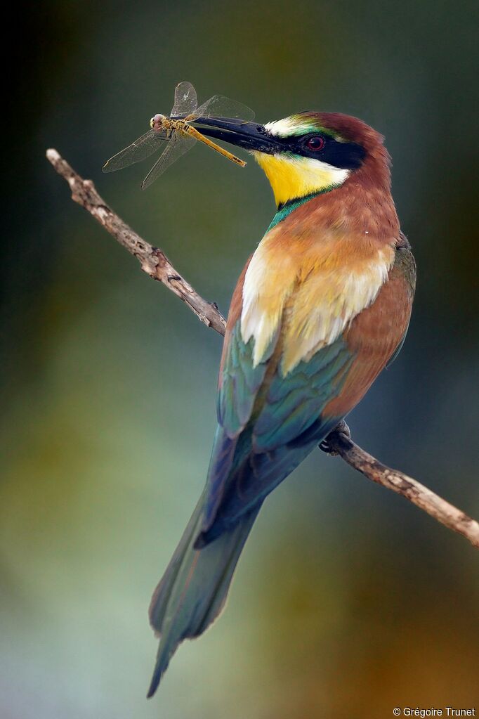 European Bee-eater