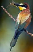 European Bee-eater