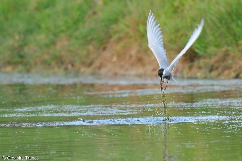 Whiskered Tern