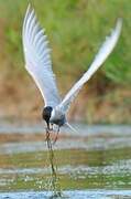 Whiskered Tern