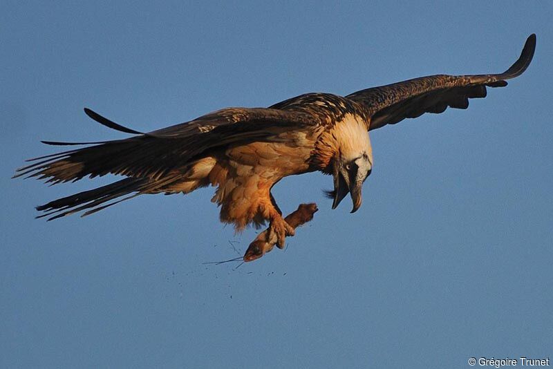 Bearded Vulture