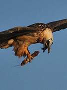 Bearded Vulture