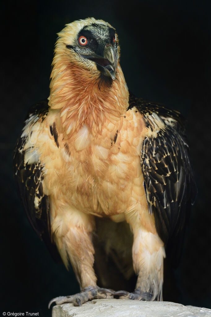 Gypaète barbu femelle adulte, identification