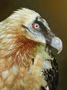 Bearded Vulture